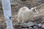 Nýjar myndir af sauðfénu á Höfða: „Það er afleiðing á afleitri umönnun: fóðurleysi og vatnsleysi“