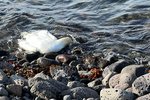 Urmull af dauðum súlum í fjörum á Reykjanesi – MYNDIR