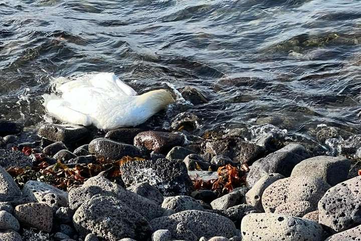 Urmull af dauðum súlum í fjörum á Reykjanesi – MYNDIR
