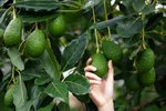 Borðar þú avocado? Hér eru fimm góðar ástæður til þess að byrja á því