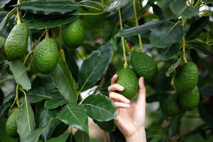Borðar þú avocado? Hér eru fimm góðar ástæður til þess að byrja á því