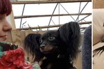 „Ég stal þessum hundi ekki”