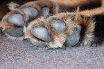 Nokkrar staðreyndir um hund Dorritar