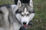 Heiða skíthrædd og hundurinn hætti að labba – Hundasamfélagið sannfært að vargurinn sé husky