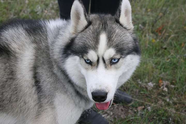 Heiða skíthrædd og hundurinn hætti að labba – Hundasamfélagið sannfært að vargurinn sé husky
