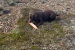 Hundur fann gervilim í göngutúr: „Ekki bíta í þetta Pjæ, slepptu þessu!“