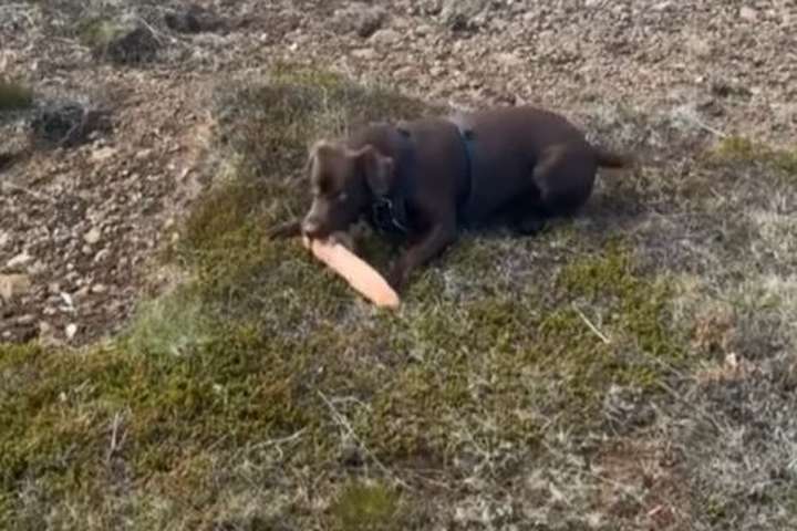 Hundur fann gervilim í göngutúr: „Ekki bíta í þetta Pjæ, slepptu þessu!“