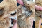 Zelda varð fyrir árás annars hunds sem gengur laus og ræðst á aðra hunda í Kópavogi