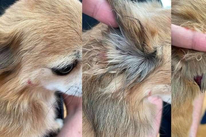Zelda varð fyrir árás annars hunds sem gengur laus og ræðst á aðra hunda í Kópavogi