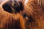 Kýrnar á Hvanneyrarbúinu skelltu sér út – „Þetta hefur verið heilmikið ævintýri hjá þeim“