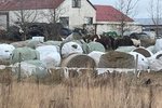 Steinunn segir hrossin í Borganesi fá ónýtt hey: „Eins og rúllan sé skítahaugur!“