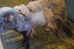 Birtir nýjar sláandi myndir af dýrunum á Höfða: „Hryllingurinn tekur sér ekki frí á hátíðisdögum“