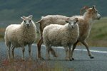 MAST kærir vanrækslu – eitt alvarlegasta dýravelferðarmál sem komið hefur upp