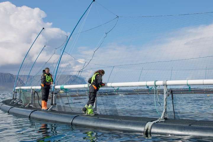 Tekjur Arnarlax lækkuðu um 39 prósent á milli ára – Eigið fé metið á 17 milljarða króna