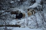 Útigangsféð fékk „heyrudda“ í dag: „Ekki gott þegar sveitarstjórn lýgur upp í opið geð á fólki“