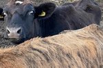 Dýraverndarlögfræðingur krefur þingheim um aðgerðir: „MAST neitar slíkri samvinnu“