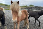 Segir Svandísi nákvæmlega sama: „Þá var hann laminn í hálftíma og líklega er skepnan bara dauð“