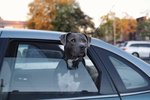 Hundur færður til dýralæknis vegna elds í bifreið