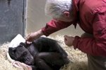 Aldraður simpansi fékk óvænta heimsókn á dánarbeði sínu – Sjáðu myndbandið
