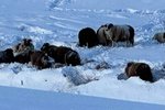 Boða björgunaraðgerðir vegna fjárins í Þverárhlíð: „Mjög styggar en ein þeirra er vafin í gaddavír“