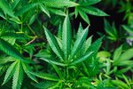 Kannabisræktun stöðvuð í heimahúsi í Árbæ