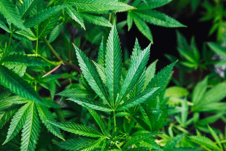 Kannabisræktun stöðvuð í heimahúsi í Árbæ