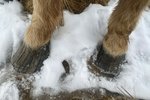 Sá illa farin hross í Mosfellsdal: „Við eigandann vil ég segja að hann ætti að hundskammast sín“