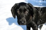 Svört labradortík féll í Seljadalsá og hvarf undir ísinn á Hafravatni: „Óskum eftir aðstoð“