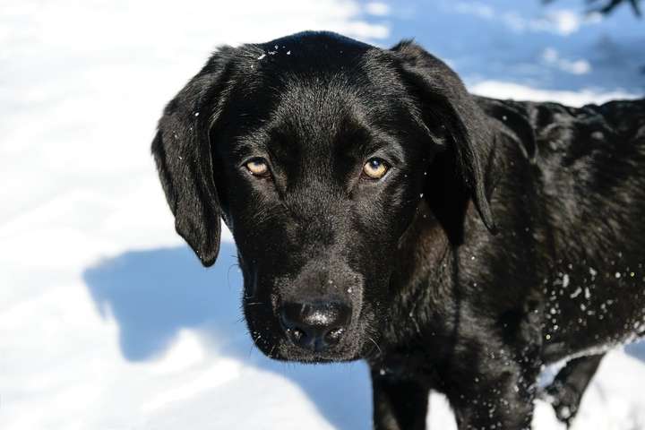 Svört labradortík féll í Seljadalsá og hvarf undir ísinn á Hafravatni: „Óskum eftir aðstoð“