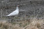 Skotveiðimenn hundsa Almannavarnir: Farnir á fjöll með eigin sóttvarnareglur