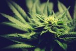 Kannabisræktun stöðvuð á Suðurnesjum