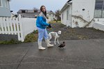 Dalrós ungaði út æðafugli og gengur með hann í taumi – MYNDIR