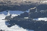 Birtir myndskeið af kindunum frá Höfða: „Þeir heyra en hlusta ekki“