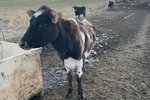 Björgunarleiðangur almennings að Nýjabæ:„Enginn sinnir þörfum dýranna, hvorki eigendur né yfirvöld“