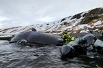The Coast Guard dragged a dead 15 meter sperm whale out to sea – Photos