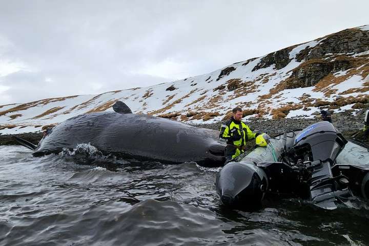 The Coast Guard dragged a dead 15 meter sperm whale out to sea – Photos