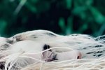 Kjerúlf gefur út lagið Alice: „Ég lúri á alveg dálítilli hrúgu af lögum“