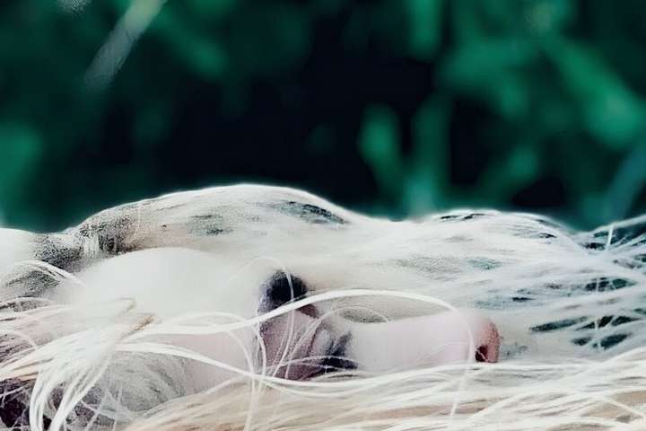 Kjerúlf gefur út lagið Alice: „Ég lúri á alveg dálítilli hrúgu af lögum“