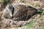 Bann við skotveiðum á Siglufirði: „Í sjálfs vald sett hvernig þeir nýta þjónustu þeirra“