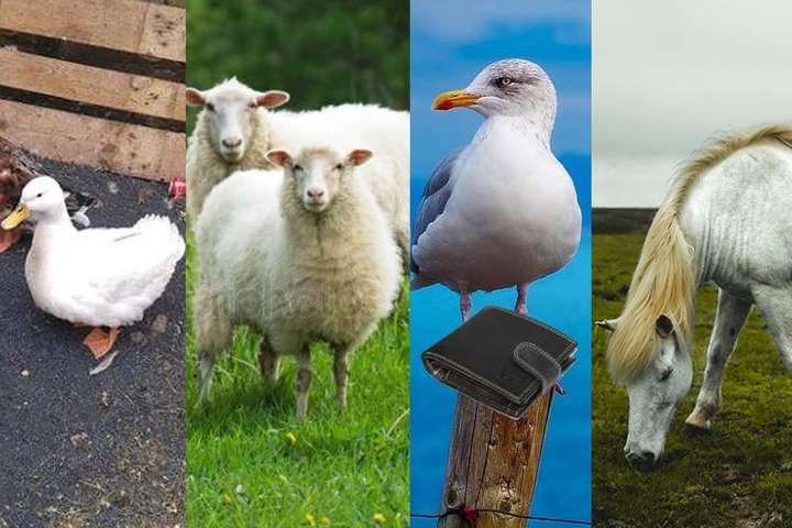 Þjófóttur mávur, ævintýragjarnar endur og strokukindur meðal útkalla lögreglunnar á Suðurnesjum