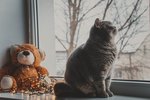 Krúttlegir bangsar úti í glugga
