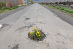 Flateyringar gróðursetja blóm í holurnar í götum þorpsins