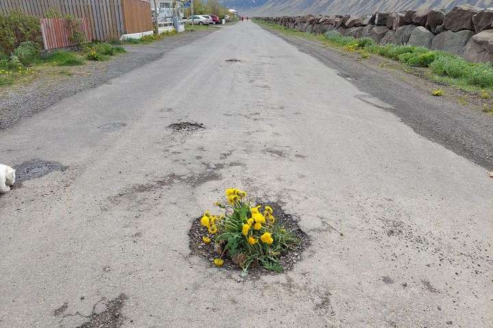 Flateyringar gróðursetja blóm í holurnar í götum þorpsins