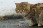 Starfsemi Villikatta í uppnámi á Akranesi: „Því staðan er mjög slæm“ – Söfnun