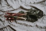 Rabarbari – búbótin mikla í garðinum