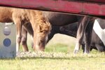 Sláandi upplýsingar um blóðmerahald – SJÁÐU MYNDBANDIÐ