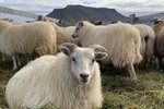 Hættuleg eyðibýlastefna stjórnvalda