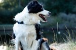 Varar við hundaólum með róandi efnum: „Skvetta lenti í lífshættu“
