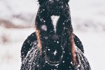 Rúmlega 100 hross fórust í óveðrinu