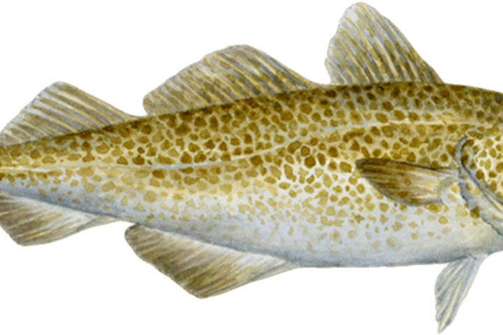Grillaður fiskur er dýrindis máltíð